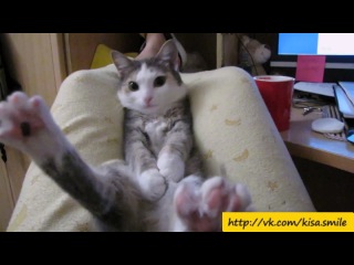 Провалился между ног ==Kisa Smile== Прикольные фото и видео с кошками